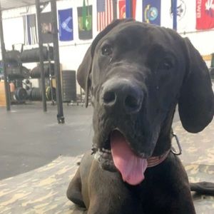 Meet your Posher, Janie